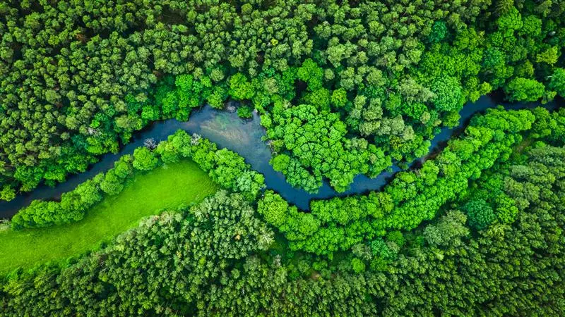 Zelená lesná krajina ako symbol oblastí udržateľnosti a ESG v spoločnosti KiK